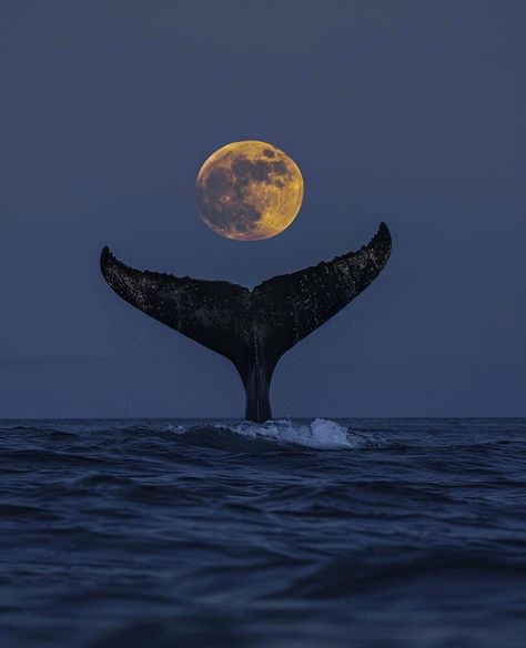 Whale Watching Aesthetic, Moon Sea Aesthetic, Moon And Ocean Aesthetic, Whale Monster, Sea Animals Wallpaper, Bree Aesthetic, Marine Life Wallpaper, Whale Aesthetic, Ocean Creatures Art