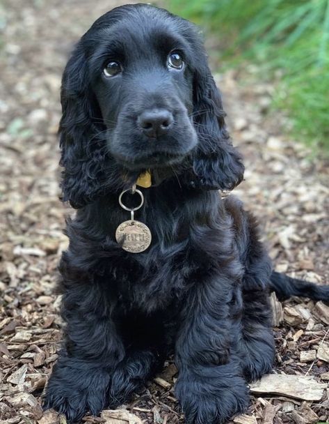 Black Cocker Spaniel Puppies, Cocker Spaniel Anglais, Cocker Spaniel Puppy, Black Cocker Spaniel, Cocker Spaniel Puppies, Cute Animals Puppies, Cocker Spaniel Dog, Spaniel Puppies, Cute Little Puppies