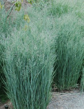 Switch Grass Landscaping, Garden Plotting, Hogwarts Painting, Panicum Virgatum, Blue Foliage, Prairie Garden, Garden Plots, Grasses Landscaping, Coastal Gardens