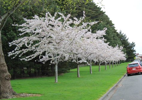 PRUNUS yedoensis | New Zealand | Easy Big Trees Prunus X Yedoensis, Prunus Yedoensis, Small Ornamental Trees, Yoshino Cherry Tree, Landscaping Around Pool, Potted Fruit Trees, Cypress Mulch, Small Trees For Garden, Deer Resistant Perennials