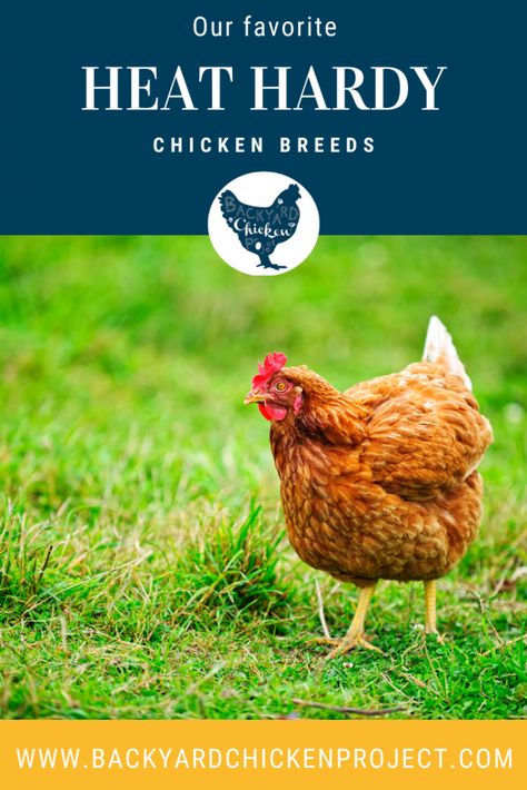 Top Ten Heat Tolerant Chicken Breeds Fancy Chickens Breeds, Heat Tolerant Chicken Breeds, Chicken Mansion, Delaware Chickens, Chicken Breeds Chart, Breeds Of Chickens, Rhode Island Red Chickens, Heritage Chicken Breeds, Plymouth Rock Chicken