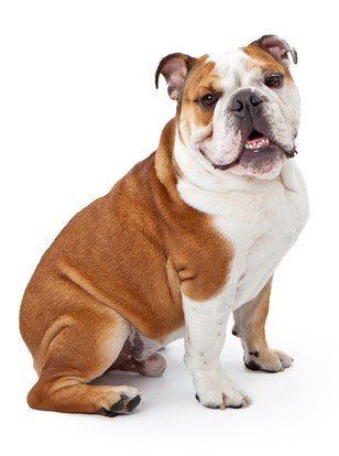 Bulldog Breed Profile Miniature English Bulldog, Australian Bulldog, Bulldog Training, Toy Poodle Puppies, Bulldog Breeds, English Bulldog Puppies, British Bulldog, Bulldog Lover, Poodle Puppy