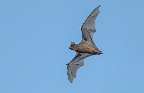 The Mexican free-tailed bat, also referred to as the Brazilian free-tailed bat, is a bat of medium build, and it is endemic to the Americas.



It is considered to be one of the most populated mammals in North America.



Its natural inclination towards roosting in large numbers in a small number of locations makes it very prone to habitat destruction, despite its large numbers.



It has been presumed to have the quickest linear speed (in contrast to any animal’s stoop diving speed). It can... Bat Species, American Kestrel, Flight Patterns, Wake Forest University, Habitat Destruction, Lesser Antilles, Red Tailed Hawk, Large Numbers, Wake Forest