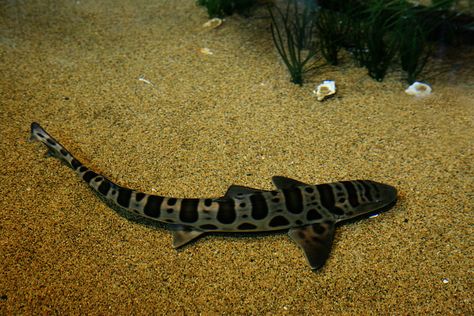 Juvenile Tiger Shark Baby Tiger Shark, Beautiful Sharks, Zebra Shark, Public Aquarium, Leopard Shark, Ocean Ecosystem, Shark Swimming, Tiger Shark, Baby Tiger