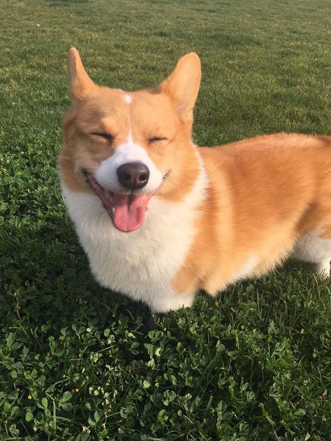 Corgi Aesthetic, Welsh Corgi Pembroke, Corgi Cute, Pet Hospital, Cute Corgi Puppy, Corgi Puppy, Cute Corgi, Pembroke Welsh Corgi, Corgi Dog