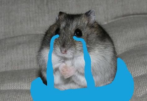 Hamster Meme, Photoshopped Animals, Dog Crying, Funny Hamsters, Cute Hamsters, Cat Icon, Funny Profile Pictures, Cute Memes, Cute Profile Pictures