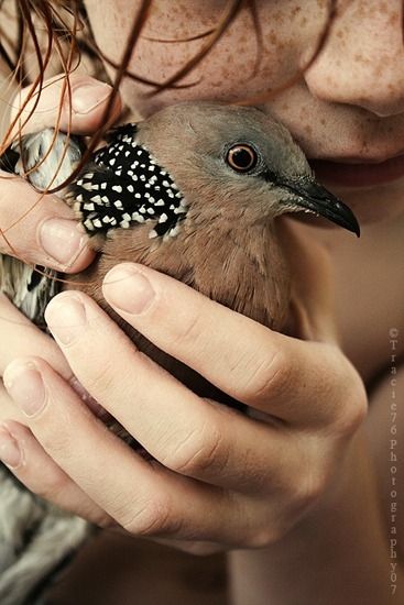 Dove Pigeon, Foto Art, Natural Tones, Bird Feathers, Birdy, Love Birds, Beautiful Birds, Pet Birds, Beautiful Pictures