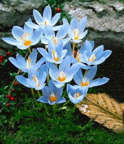 Saffron Seeds, Flowers Balcony, Beautiful Blue Flowers, Seed Pots, Crocus Flower, Garden Plant Pots, Balcony Plants, Flower Bulbs, Flower Bomb