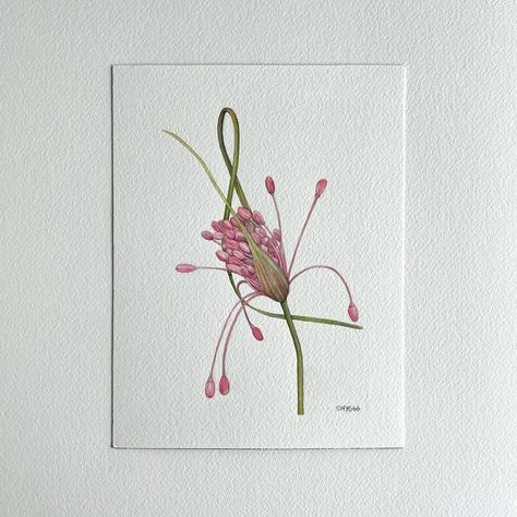 Allium Firecracker watercolor on cotton paper 300gsm Framed Available on my website Cotton Paper, My Website, Frame, Quick Saves