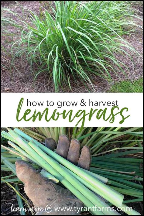 This article teaches you everything you need to know about how to grow lemongrass. You can grow lemongrass organically in your garden - even if you live in a cold climate region! #lemongrass #growyourown #organicgardening #gardeningguide #gardeningtips Evergreen Container, Grow Lemongrass, Asian Plants, Organic Vegetable Garden, Home Vegetable Garden, Organic Gardening Tips, Easy Garden, Growing Herbs, Organic Vegetables