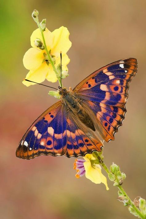 Purple Macro Fotografie, Photo Papillon, Purple Emperor, Types Of Butterflies, Papillon Butterfly, Moth Caterpillar, Butterflies Flying, Beautiful Bugs, Butterfly Pictures