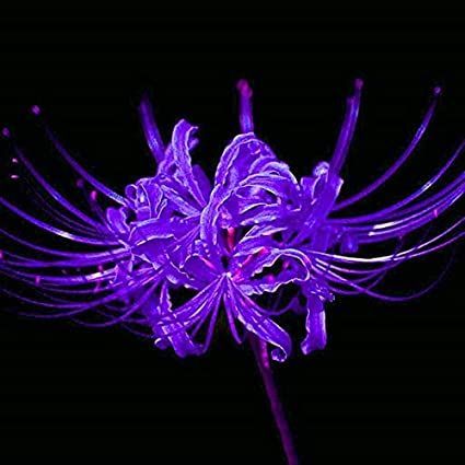 Red And Blue Spider Lily, Purple Spider Lily Wallpaper, Spider Lilly Flowers, Purple Spider Lily, Evelina Core, Spider Lillies, Rare Icons, Lycoris Radiata, Vroid Studio