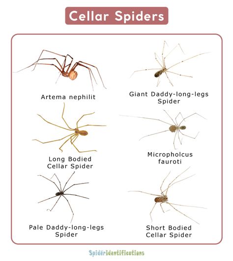 Cellar Spider, Spider Crawling Out Of Mouth, Poisonous Spiders Chart, Redback Spider, Long Leg Spider, Dangerous Spiders, Spider Fact, Huntsman Spider, Tiny Spiders