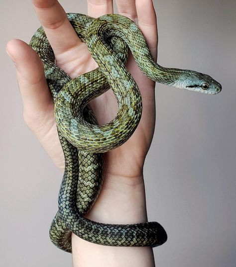 The Japanese Rat Snake (Elaphe climacophora) In Japanese it is known as the Aodaishō or "Green General". Japanese Rat Snake, Jungle Train, Brazilian Rainbow Boa, Japanese Snake, Milk Snake, Black Rat, Rat Snake, Corn Snake, Reptiles Pet