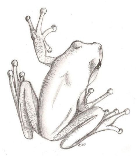 My sister asked me to draw a frog for her to use as tattoo on her ankle. It was to be lightly shaded and no colour. So I drew a tree frog. Thanks to Moose-Stock for the lovely stock photo that I us... Drawing A Frog, Moose Drawing, Tree Frog Art, Draw A Frog, Gray Tree Frog, Draw A Tree, Tree Frog Tattoos, Frog Sketch, Red Eyed Tree Frog