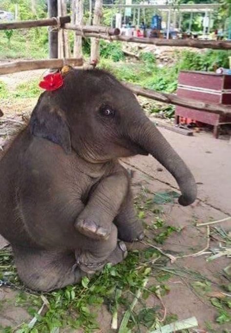 35 Pictures Of Baby Elephants Enjoying Their Moments Baby Elephant Wallpaper, Elephant Facts For Kids, Elephant Quotes, Elephant Facts, Elephant Wallpaper, Elephant Pictures, Elephant Drawing, Elephant Lover