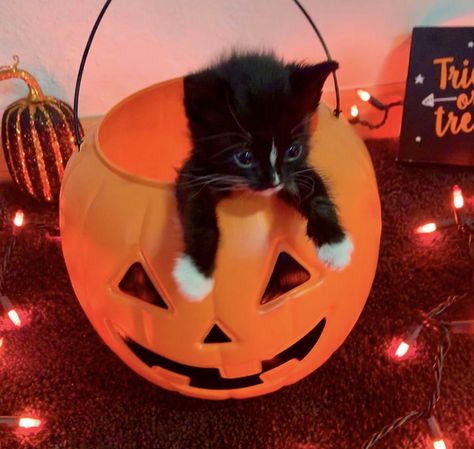 Black Kitten Halloween, Black Cat With Pumpkin, Animals Dressed Up For Halloween, Cats With Pumpkins, Spooky Kitty, Halloween Kitties, Halloween Aesthetic Cat, Halloween Kittens, Silly Halloween