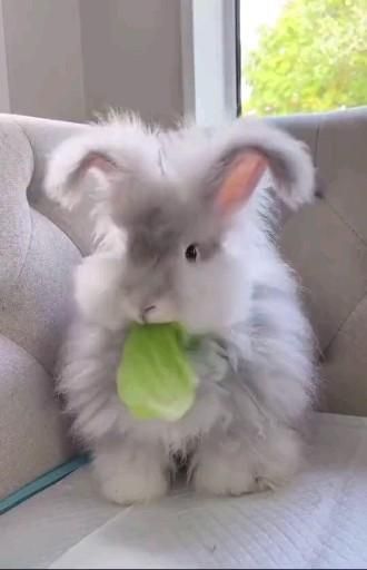 Adorable...😘 🐰 [Video] | Baby animals funny, Cute wild animals, Cute baby bunnies Bunnies Cute, Funny Feelings Quotes, Dog Jokes, Funny Relationship Jokes, Funny Short Jokes, Marriage Jokes, Funny Teacher Jokes, Funny Mom Jokes