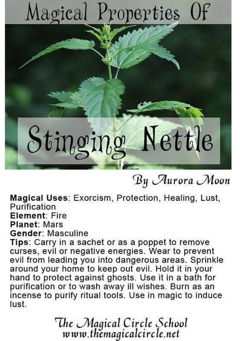 stinging nettle Magical Circle, Magickal Herbs, Witch Herbs, Plant Magic, Stinging Nettle, Witch Garden, Magic Herbs, Magical Herbs, Healing Plants