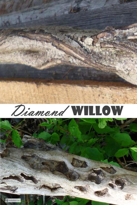 Diamond Willow - Salix, with added bonus... Rustic Garden Art | Twig Crafts Diamond Willow Projects Ideas, Diamond Willow Projects, Willow Project, Willow Projects, Willow Crafts, Rustic Garden Art, Diamond Willow, Willow Furniture, Modern Gardening