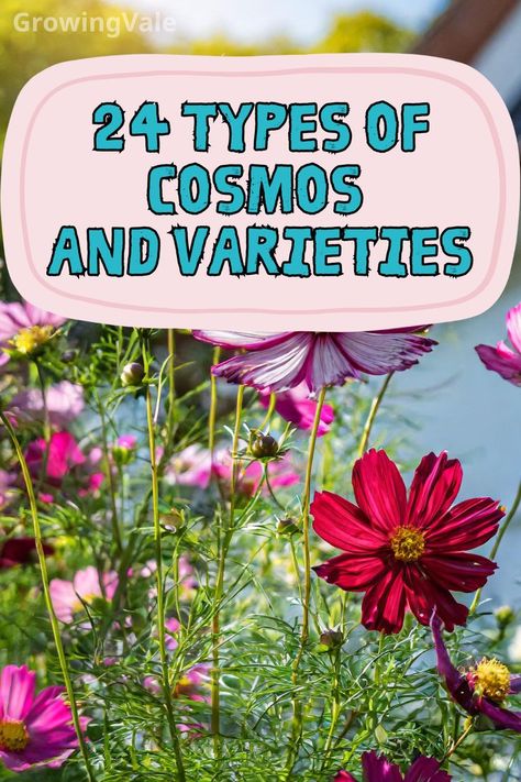 Types of Cosmos Types Of Cosmos Flowers, Cosmos Sulphureus, Cosmo Flowers, Cosmos Bipinnatus, Cosmos Flowers, Types Of Flowers, Have You Tried, You Tried, Colorful Flowers