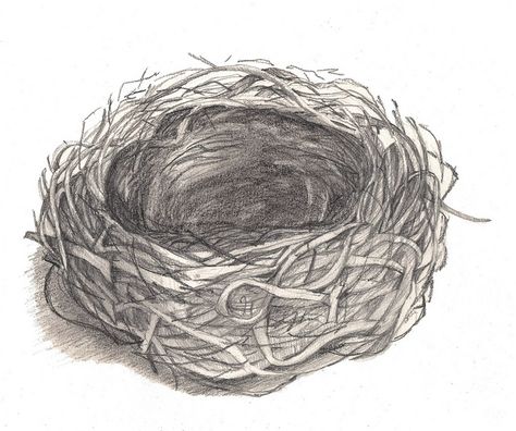 drawings of bird nests | bird nest drawing | Flickr - Photo Sharing! Birds In Nest Drawing, Birds Nest Drawing, Bird Nest Drawing, Nest Sketch, Nest Drawing, Bird Nests Art, Drawing Birds, How To Draw Realistic, Birds Nests