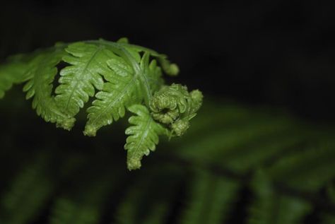 Mother Fern, Fern Care, Fern Plants, Fall Window Boxes, Carrot Tops, Geranium Plant, Fall Planters, Fern Plant, Succulents In Containers