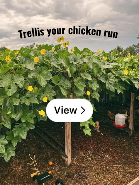 Lemon8 · GOURDgeous chicken run hack 🐓 · @Penny Acre Chicken Run Landscaping, Chicken Run Garden, Free Range Chicken, Runner Ducks, Chicken Coup, Chicken Run, Free Range Chickens, Garden Porch, Chicken Runs