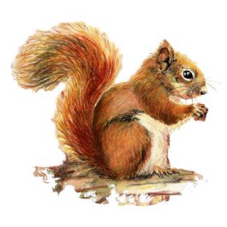 Cute Squirrel Clip Art | Cute Squirrel Watercolor Animal Nature photosculpture Squirrel Tattoo, Squirrel Painting, Squirrel Illustration, Cute Animal Quotes, Squirrel Art, Squirrel Funny, Watercolor Cute, Watercolor On Wood, Watercolor Journal