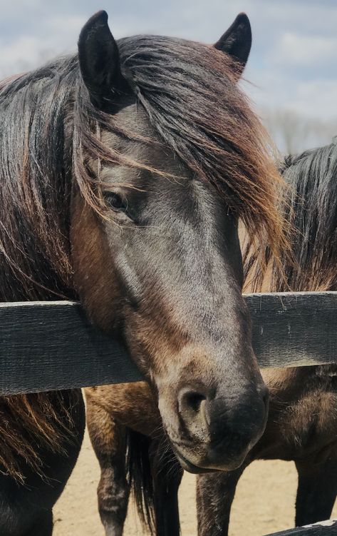 Canadian Horse Breed, Horse Types, Horse Healing, Canadian Horse, Types Of Horses, Talk Therapy, Horse Breeds, Wild Horses, Show Horses