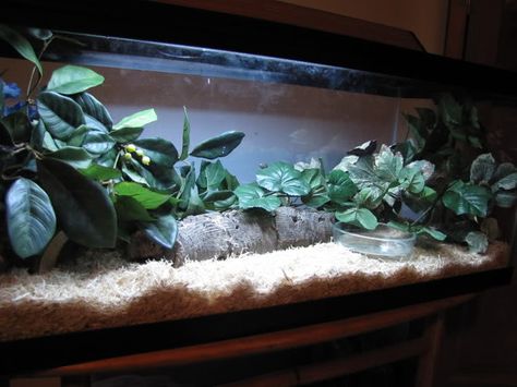 tank African House Snake Enclosure, African House Snake, Snake Enclosure, Snake Tank, African House, Terrarium Ideas, Crested Gecko, Snake Art, Reptiles Pet