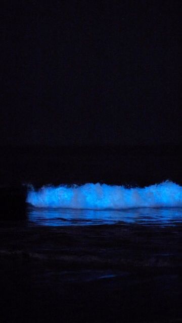 Bioluminescence Beach Aesthetic, Bioluminescence Water, Bioluminescent Ocean, Bioluminescence Beach, Bioluminescence Aesthetic, See Waves, Scary Ocean, John Bennett, Dream Proposal