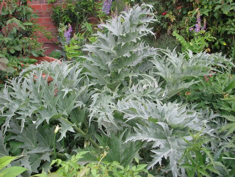 Cynara cardunculus (Artichoke Thistle, Cardoon, Cardoons, Desert Artichoke, European Cardoon, Globe Artichoke, Scotch Thistle, Scottish Thistle, Spanish Artichoke, Wild Artichoke, Wild Cardoon) | North Carolina Extension Gardener Plant Toolbox Thistle Garden, Growing Artichokes, Pollinator Garden Design, Artichoke Plants, Cold Climate Gardening, Thistle Plant, Silver Plant, American Garden, Perennial Vegetables