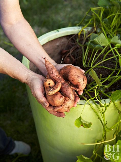 Can I Eat Sweet Potatoes From Ornamental Sweet Potato Vines That I Had in Containers? | Better Homes & Gardens Potato Companion Plants, Sweet Potato Slips, Backyard Food, Growing Sweet Potatoes, Strawberry Pots, Yard Diy, Sweet Potato Vine, Healthy Potato Recipes, Vegetable Bed