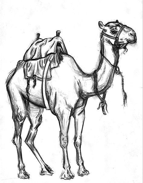 Nomad Drawing, Camel Drawing Easy, Arab Drawing, Camel Drawing, Camel Tattoo, Camel Illustration, Camel Painting, Camel Art, La Mecca