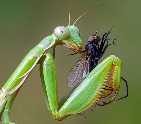 The Praying Mantis's Deadly Precision 🔥 The deadly precision of the praying mantis! This fearsome predator is known for its unique hunting technique, using its powerful forelimbs to snatch its prey with lightning speed. #prayingmantis #predator #nature #insects #hunting Praying Mantis Anatomy, Prey Mantis, Mantis Tattoo, Oc Concept, Ap Portfolio, Praying Mantis, Creepy Crawlies, Drawing Ideas, Concept Design