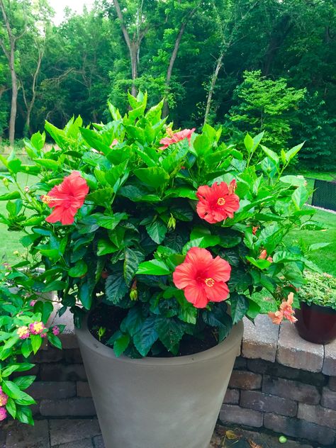 Gorgeous Hibiscus flowers  Planting flowers in large pots Hibiscus In Pots Container Gardening, Hibiscus Flower In Pots, Hibiscus Flower Pot Ideas, Potted Hibiscus Plant, Hibiscus Planter Ideas, Hibiscus In Pots, Large Flower Pots Outdoor, Potted Hibiscus, Poolside Vibes