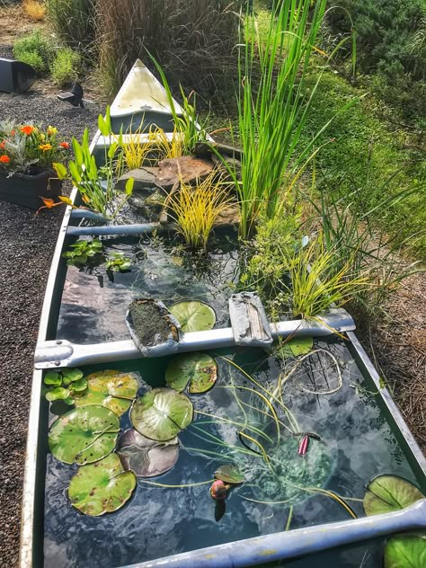 water garden
creative garden
canoe
water lily Old Boat Pond, Canoe Water Garden, Canoe Pond Diy, Canoe Fish Pond, Outside Fish Pond Ideas, Bathtub Ponds Water Garden, Raised Pond Ideas Diy, Porch Pond Ideas, Boat Pond Ideas