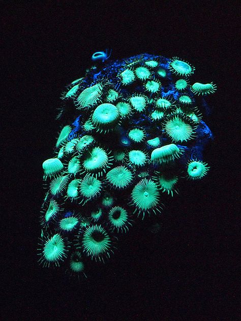 Bioluminescent Corals | by Charlene-SJ Bioluminescent Animals, Giant Clam, Underwater Plants, Sea Plants, Electric Forest, Deep Sea Creatures, Fantasy Forest, Rare Animals, Sealife