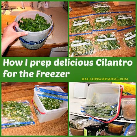 How To Save Cilantro, Cilantro Ideas, Freeze Cilantro, Freeze Herbs, Freezing Cilantro, How To Grow Cilantro, Grow Mango, Grow Cilantro, Vegetarian Freezer Meals