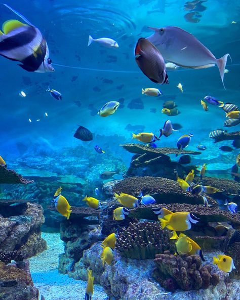 fish aesthetic - aquarium Aquarium Aesthetic, Aquarium Pictures, H2o Mermaids, Vivid Dreams, Marine Aquarium, Ocean Vibes, Marine Biology, Sea Fish, Ocean Art