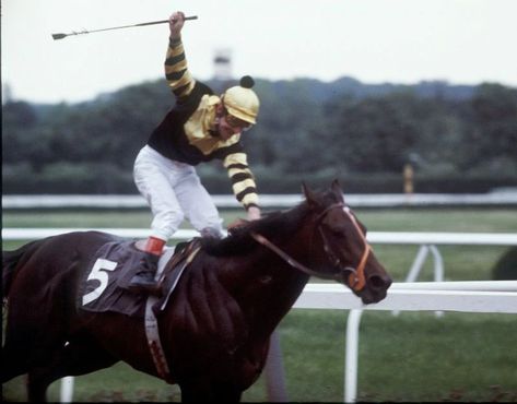 Remembering Seattle Slew 40 years after his Triple Crown - Baltimore Sun Seattle Slew, Labrador Names, Horse Breeder, Preakness Stakes, Triple Crown Winners, Derby Winners, Belmont Stakes, Thoroughbred Horse, Horse Owner