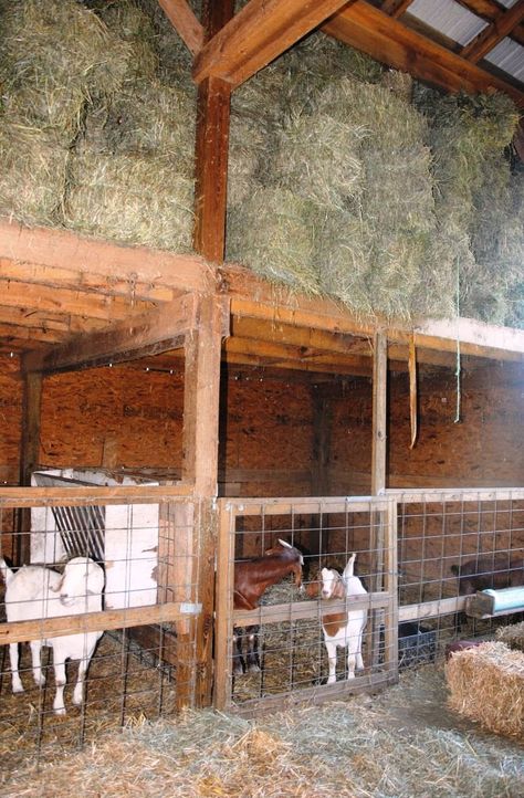 Hay storage - similar to what I want in the middle section of my barn Sheep Stall, Goat Farming Ideas, Goat Shed, Barn Layout, Goat Pen, Goat Shelter, Hay Storage, Farming Ideas, Barn Stalls