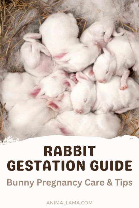 This is dedicated to first-timers and accidental breeders – no judgment, just valuable information. Continue reading to learn more about rabbit gestation and get some useful tips for caring for pregnant rabbits. Rabbit Breeding Setup, Silver Fox Rabbit, How To Raise Meat Rabbits, Rabbit Bonding Tips, First Time Rabbit Owner, Rabbit Information, Flemish Giant Rabbit Care, Male Bear, Raising Rabbits For Meat