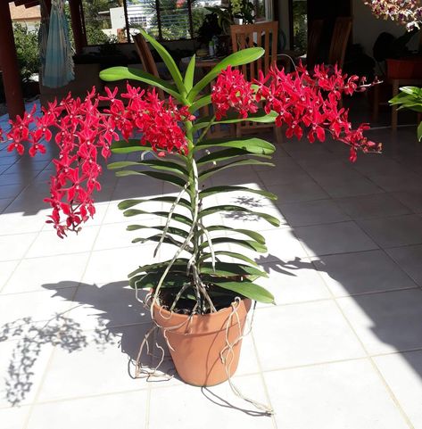 Renanthera Orchid, Hanging Orchid, Plant Display Ideas, Plant Goals, Tropical Garden Design, Vanda Orchids, Rare Orchids, Growing Orchids, Asian Garden