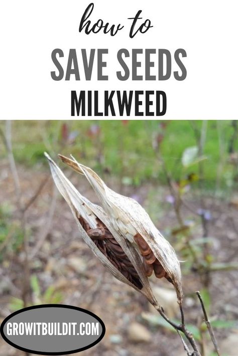 This guide will show you how simple it is to not make your garage/house/basement look like an exploded pillow factory when harvesting milkweed seed.  It works great, and I've come to the conclusion that this is the best method to save Asclepias  (milkweed) seed. Milkweed Seed Pod, Wildflower Crafts, How To Save Seeds, Gardening Therapy, Raising Butterflies, Milkweed Pods, Butterfly Ideas, Monarch Butterfly Garden, Save Seeds