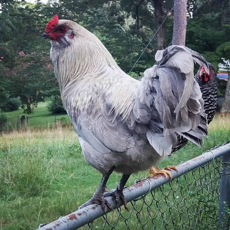 Olive Egger Chicken, Breeds Of Chickens, Huge Chicken, Olive Egger, Chicken Flock, Easter Eggers, Raising Chicks, Types Of Chickens, Backyard Chicken Farming