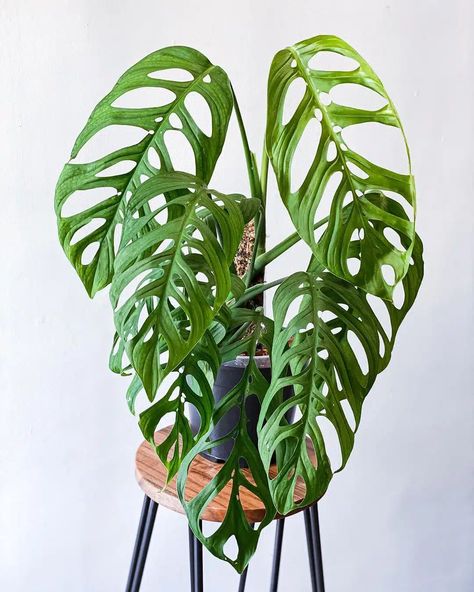 Monstera Esqueleto Care and Growing Guide | Plantcarefully Planta Monstera, Plant Decor Ideas, Simple Decoration, Balcony Plants, Plant Display, Large Window, Monstera Plant, Room With Plants, Natural Sunlight