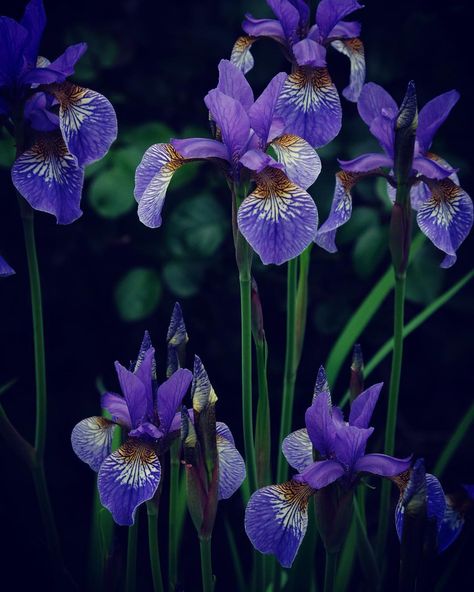 VÄXTVERKET on Instagram: “Nu blommar Iris sibirica - strandiris. En måsteväxt om du eftersträvar att ha en rabatt som liknar en William Morris-tapet. Och det vill…” Morris Tapet, Iris Sibirica, Siberian Iris, William Morris, Villa, Plants, Flowers, On Instagram, Instagram