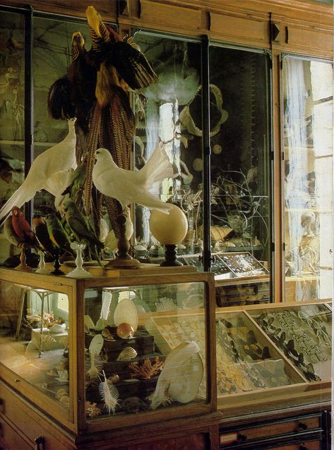 https://flic.kr/p/9sYr9p | Sin título | The Last Taxidermist in Paris  Deyrolle  World of Interiors, January 1985 Taxidermy Shop, Taxidermy Display, Cabinet Of Curiosity, Art Coquillage, Taxidermy Art, The World Of Interiors, Vulture Culture, Natural Curiosities, Curiosity Shop